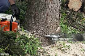 Best Firewood Processing and Delivery  in Palos Verdes Estates, CA