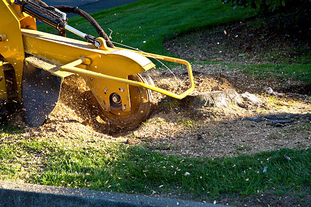 How Our Tree Care Process Works  in  Palos Verdes Estates, CA